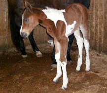 arrowheadhillsranchfoal2_edited.jpg
