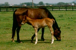 imag0030.jpg
