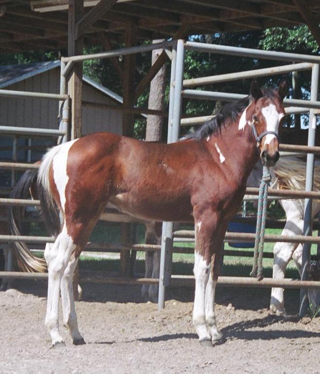 jetfoal.jpg